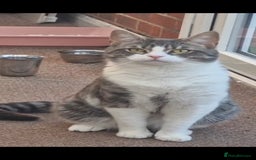 Bengal cats for sale: Beautiful boy bengal - Image 1