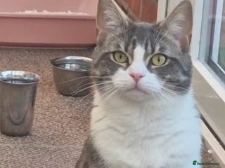 Domestic Shorthair cats - Advert 39