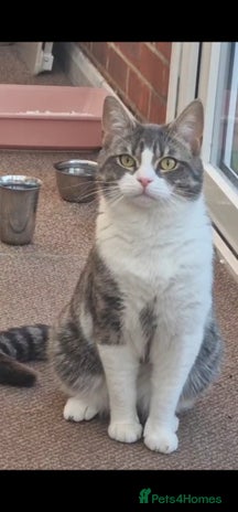 Domestic Shorthair cats - Advert 27