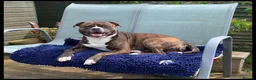 Mixed Breed dogs for sale: Beautiful Ozzy looking for his forever home in Dursley - Advert 16