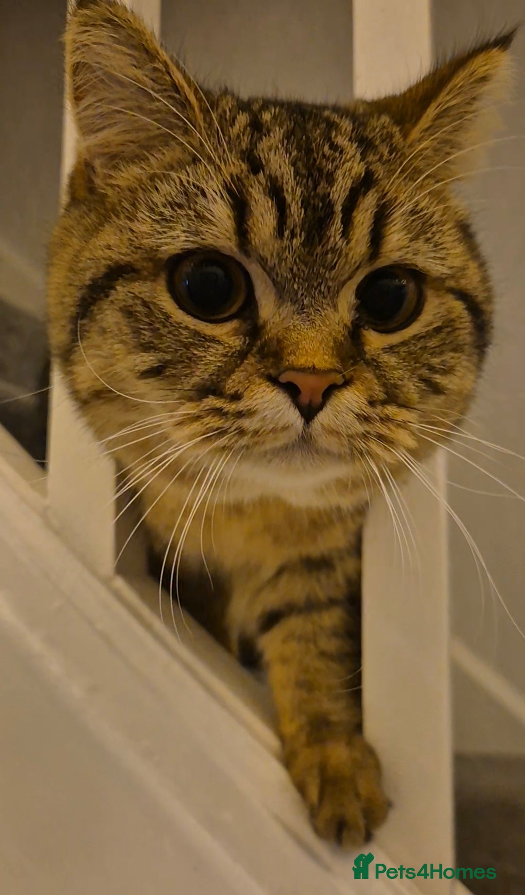 British Shorthair cats for sale: Bonded pair girl & boy - Advert 5