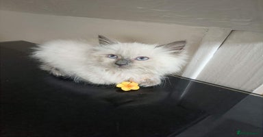 Ragdoll cats Male£600, female£700 - Advert 14