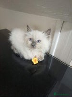 Ragdoll cats Male£600, female£700 - Advert 14