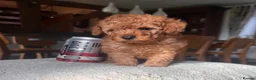 Toy Poodle dogs for sale: Perfect Toy Poodle puppies  - Advert 7