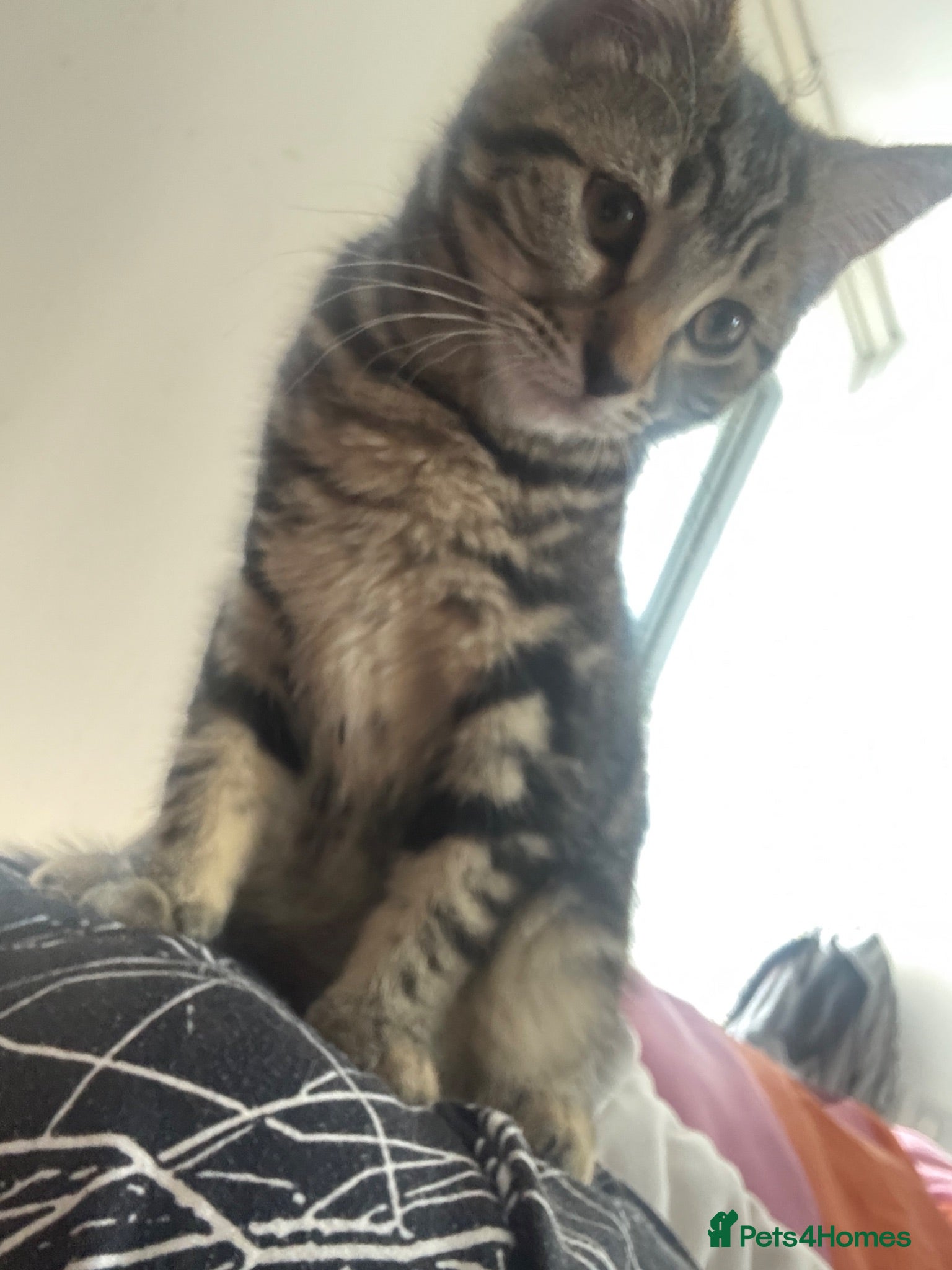 Mixed Breed cats for sale: Extremely Affectionate Bengal Mix Girl 🩷 - Advert 2