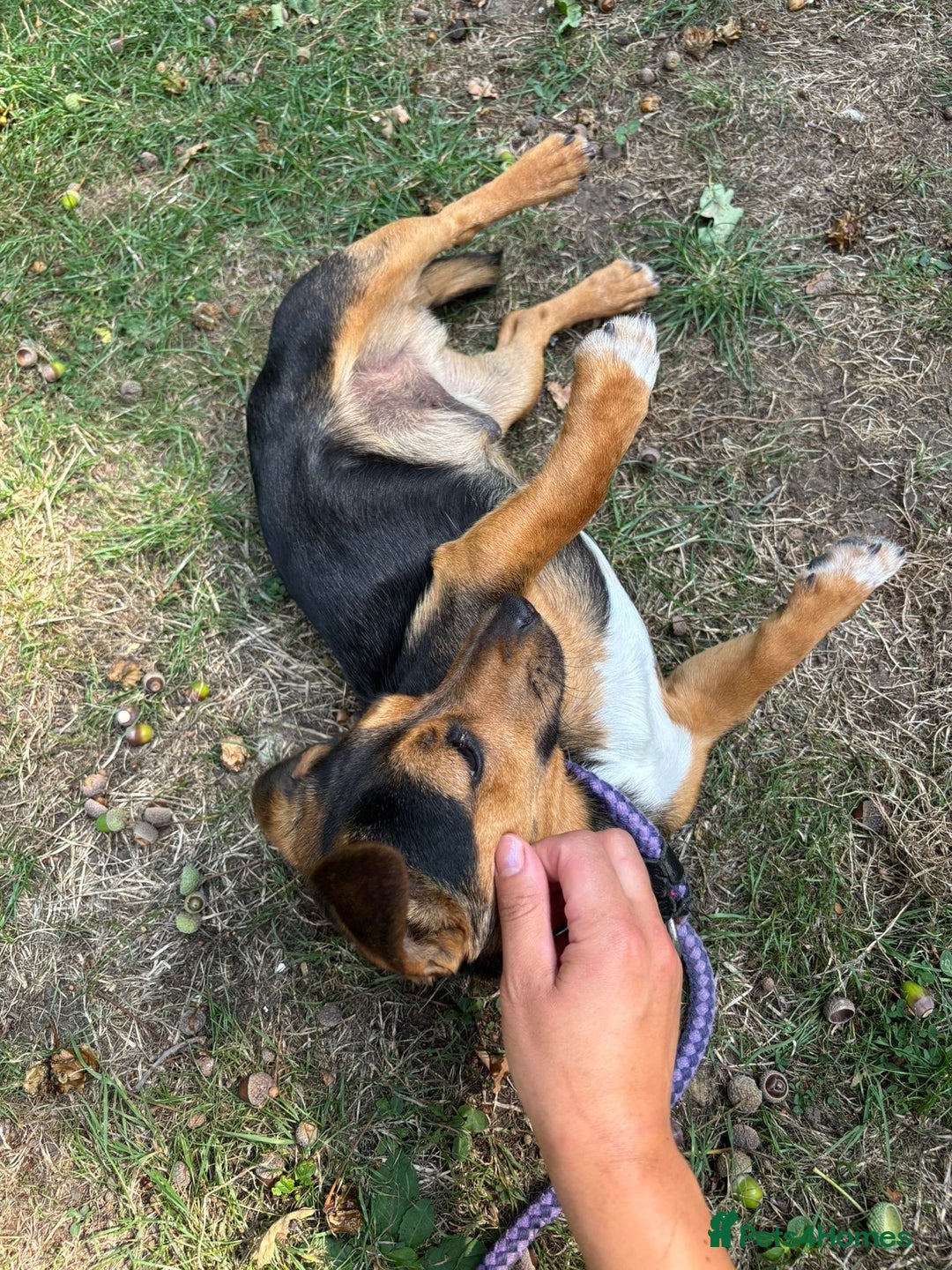 Mixed Breed dogs for sale: Meet Frankie 🌭🐾 - Image 6