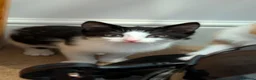 British Longhair cats for sale: Kittens in Haltwhistle - Advert 5