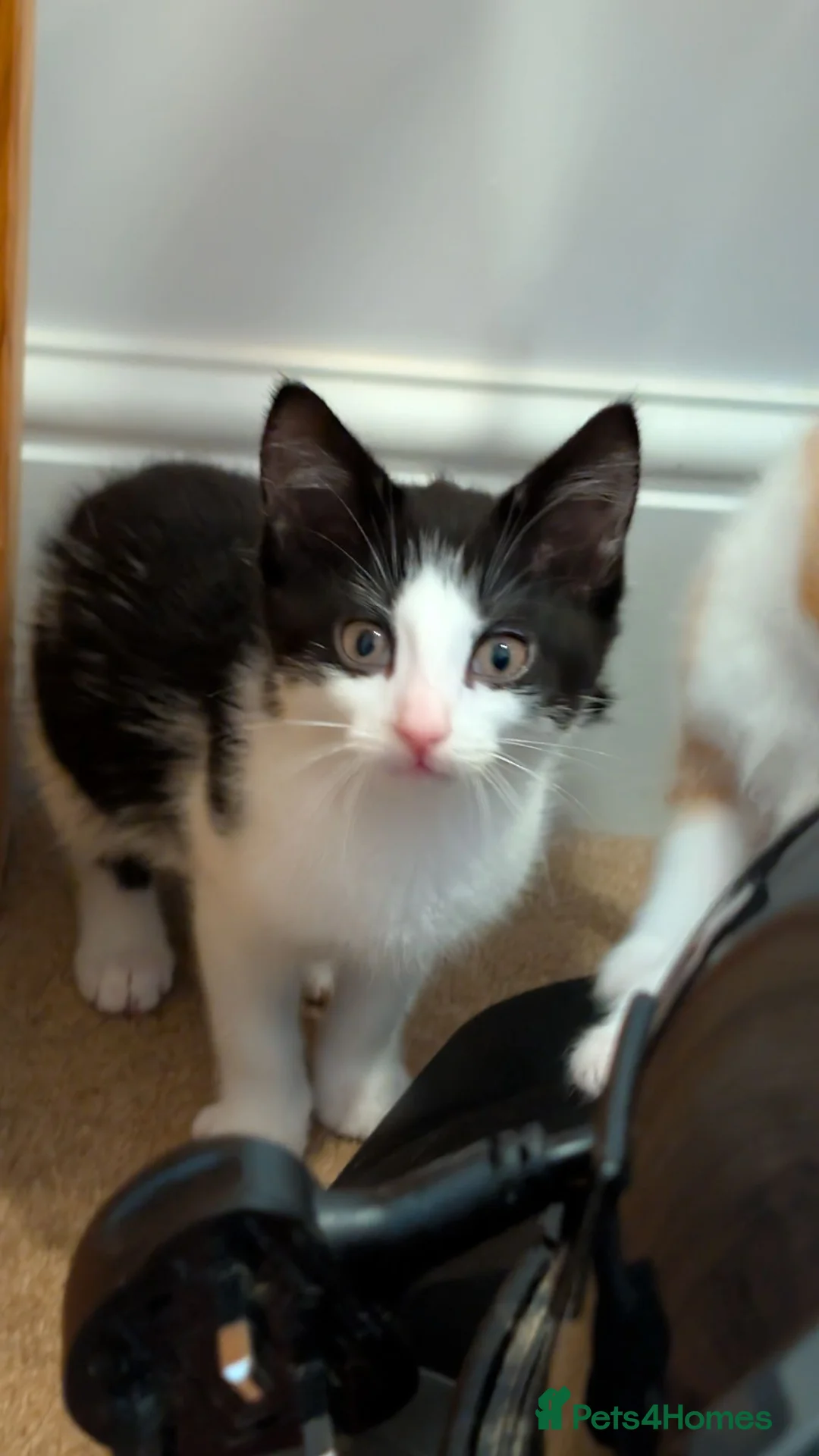 British Longhair cats for sale: Kittens in Haltwhistle - Advert 5