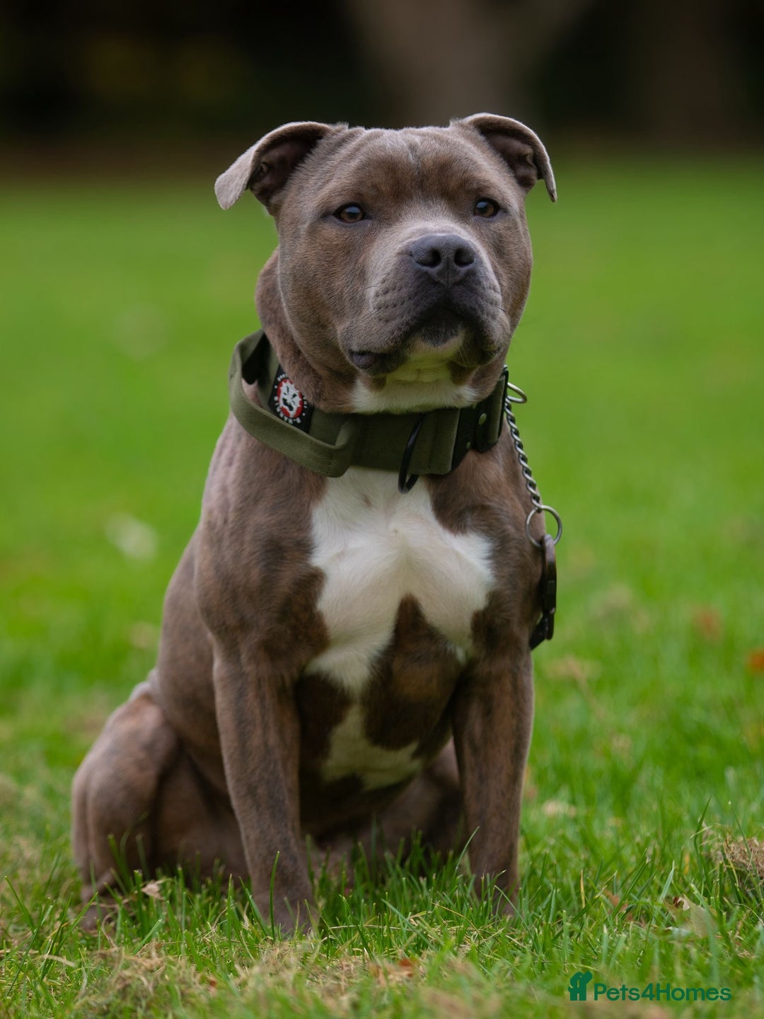 Staffordshire Bull Terrier dogs for sale: Staffordshire bull terrier pups  - Advert 10