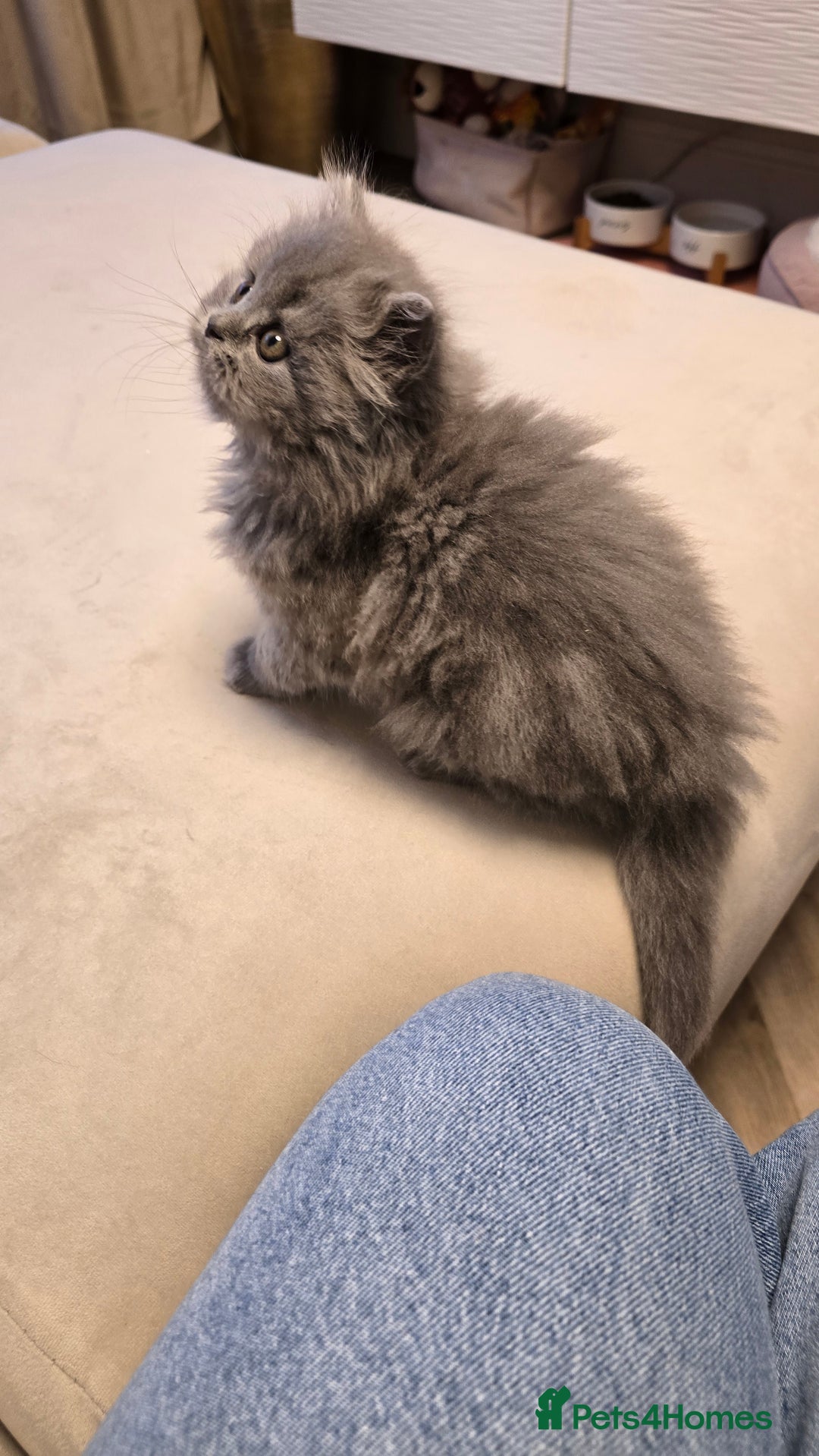 British Shorthair cats for sale: 💫RARE💫 BLACK SMOKE FEMALE & BLUE LONGHAIR MALE  - Advert 22