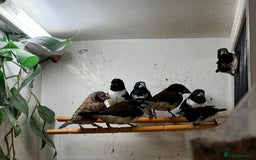 Finches birds for sale: Finches / mannikins / siskins / parrot finch  - Advert 8