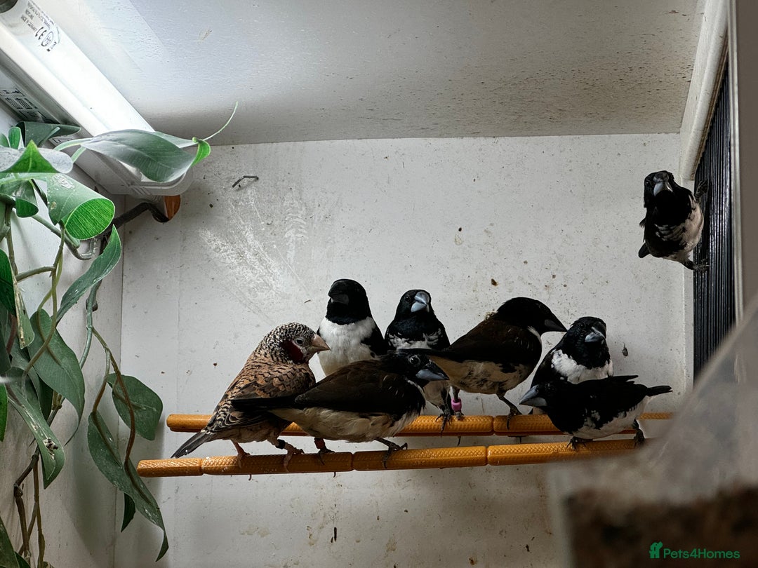 Finches birds for sale: Finches / mannikins / siskins / parrot finch  - Advert 8