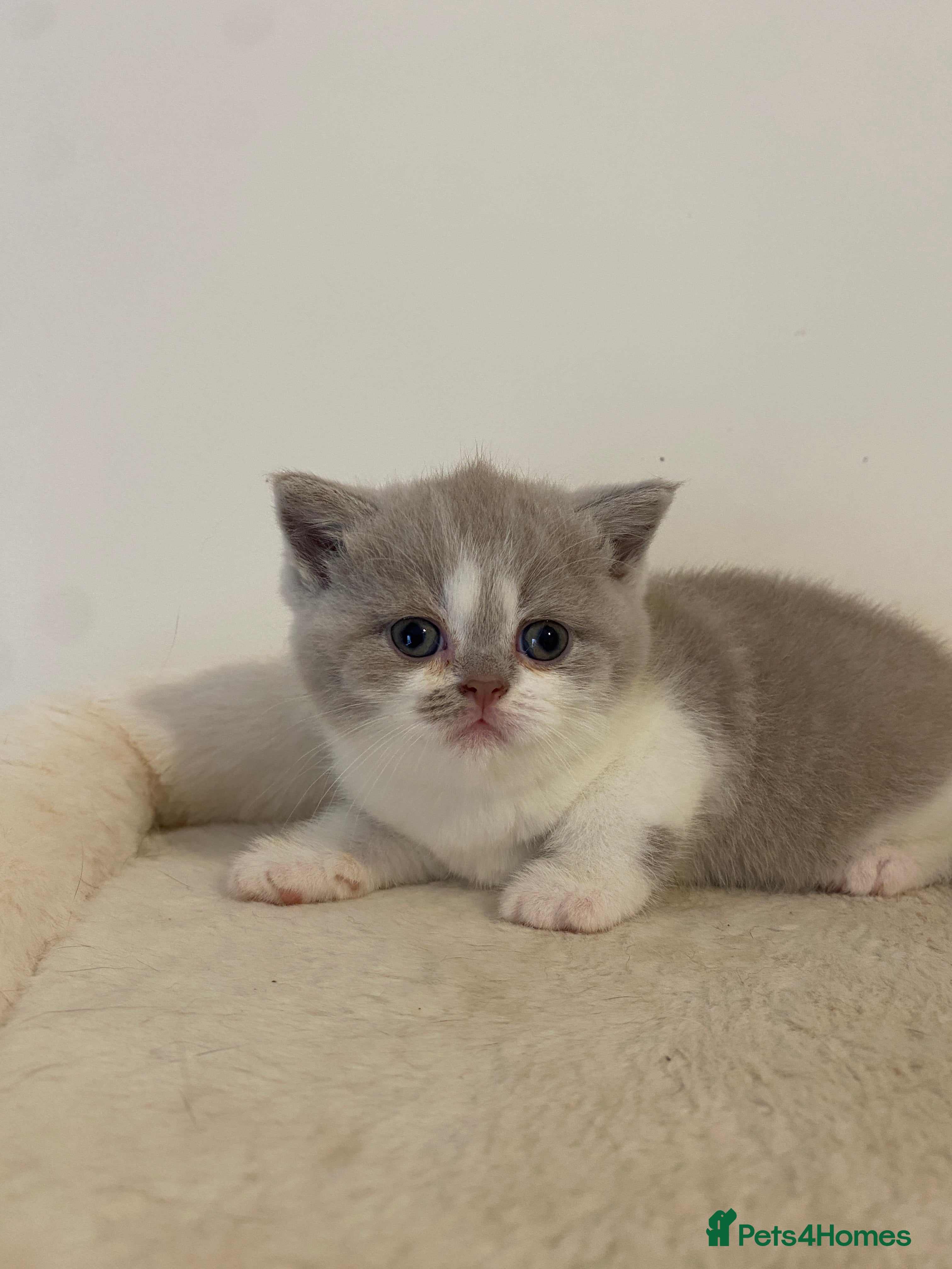 British Shorthair cats TICA Fawn/Cinnamon Bio colour kittens 💛 - Advert 2