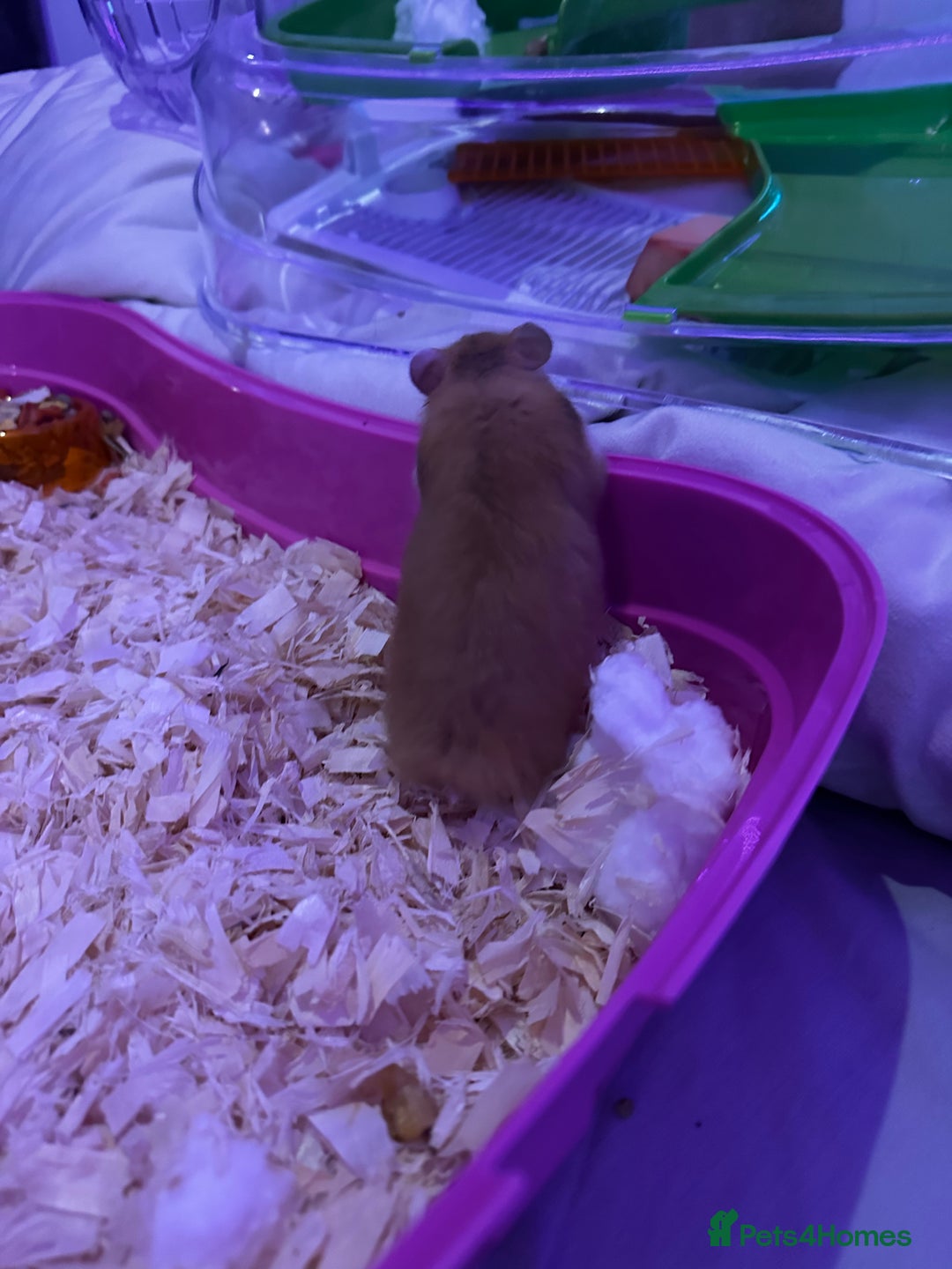 Hamster rodents for sale: Syrian Hamster - Advert 3