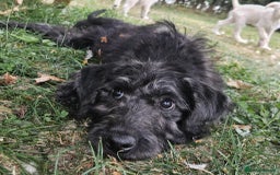 Mixed Breed dogs for sale: German Shepherd x Standard Poodle *Health tested* in Boston - Image 5