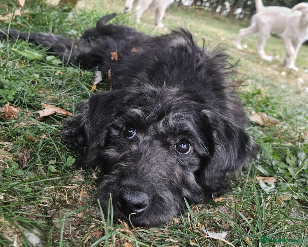 Mixed Breed dogs for sale: German Shepherd x Standard Poodle *Health tested* in Boston - Image 5