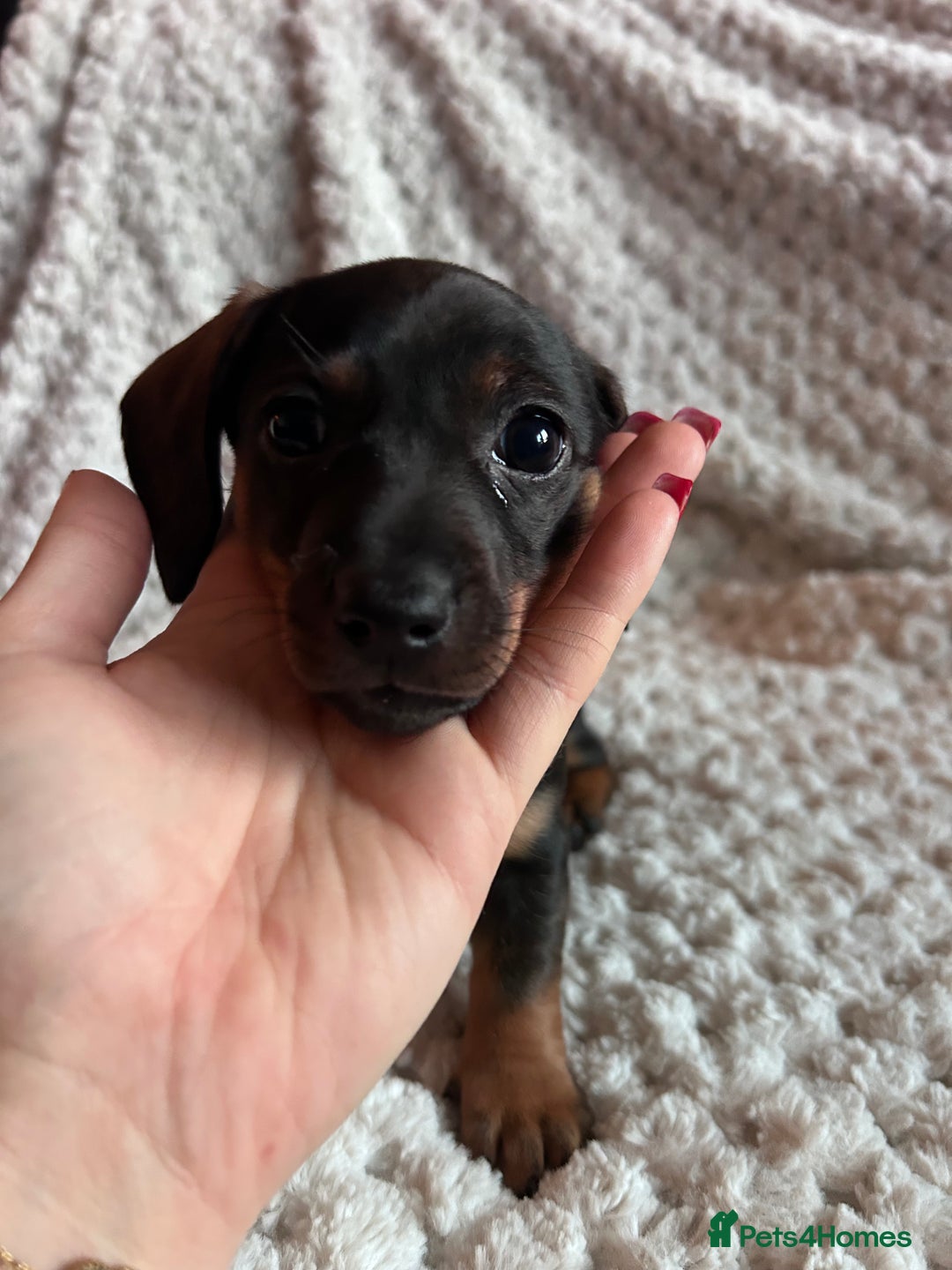 Miniature Dachshund dogs for sale: 3 gorgeous miniature dachshund girls  - Advert 8