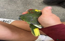 Parakeets birds for sale: Beautiful 7 week old Kakarikis - Advert 3