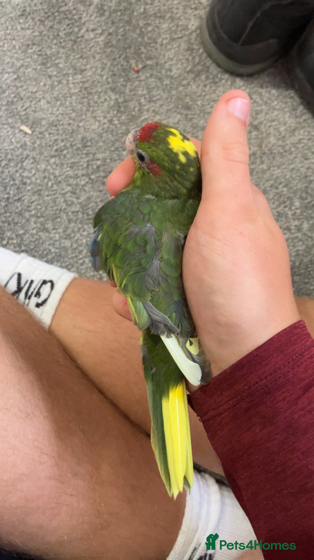 Parakeets birds for sale: Beautiful 7 week old Kakarikis - Advert 3