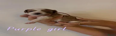 Purple Girl