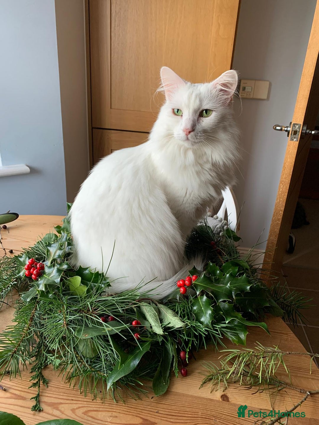 Mixed Breed cats for sale: Milk the moggy - Advert 1