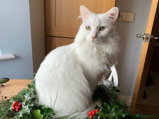 Mixed Breed cats Milk the moggy - Advert 3