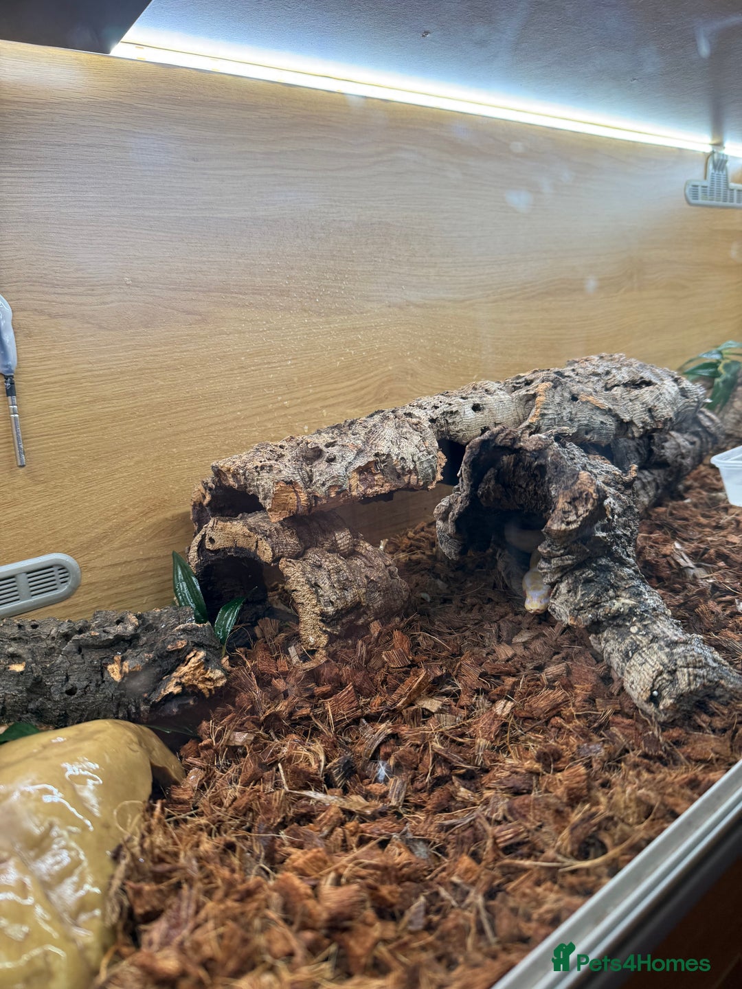 Python Snake reptiles for sale: Albino Royal python and full vivarium setup  - Advert 4