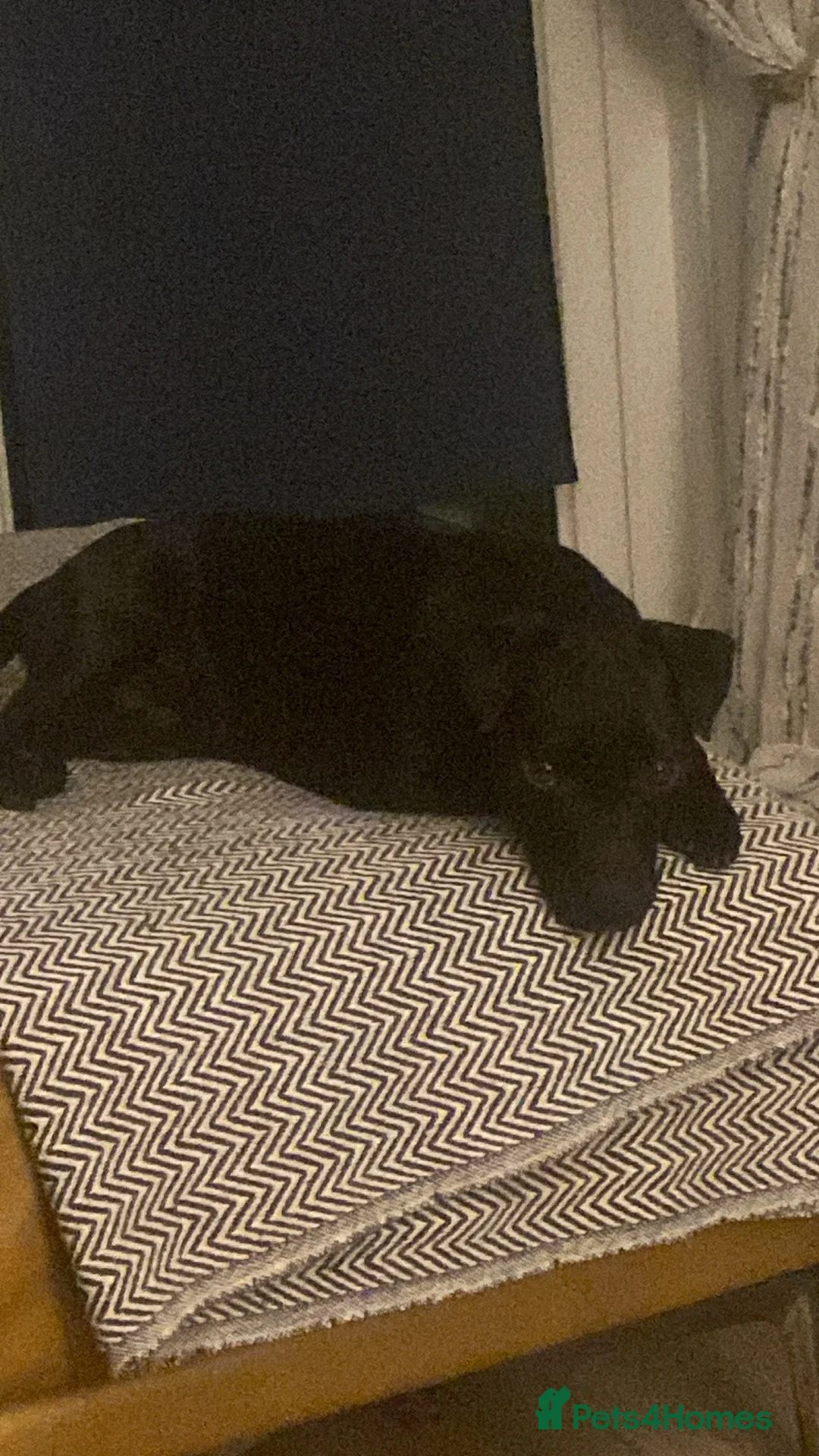 Patterdale Terrier dogs for sale: Patterdale terrier 2 years old  in Hull - Advert 1