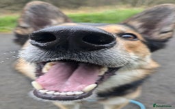 Mixed Breed dogs for sale: German Shephard x Collie - Image 5
