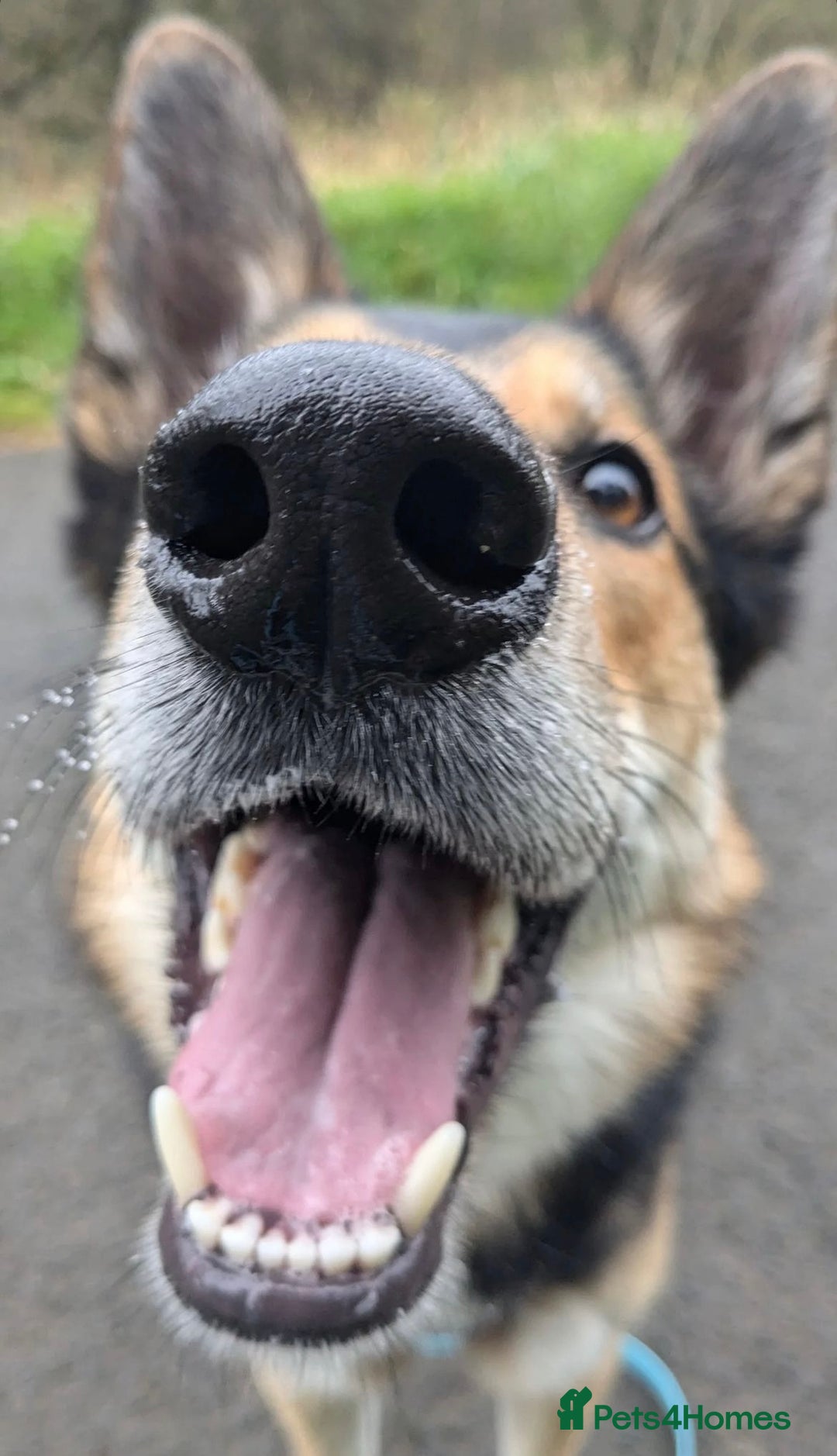 Mixed Breed dogs for sale: German Shephard x Collie - Image 5