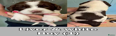 Liver & White - Boy (1)