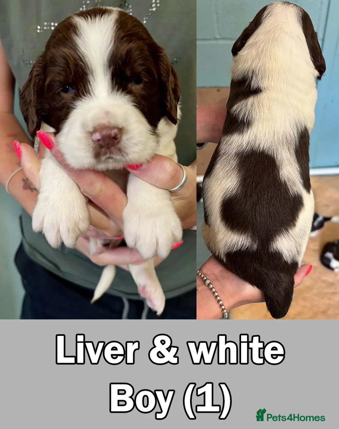 English Springer Spaniel dogs for sale: *5 star licenced breeder* - Springer Spaniel Pups in Braintree - Advert 2