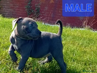 Staffordshire Bull Terrier dogs Blue Staffordshire bull terrier puppies - Advert 1