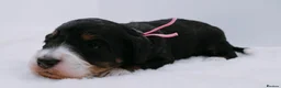 Bernedoodle dogs for sale: Miniature bernadoodles Extensively health tested! - Advert 19