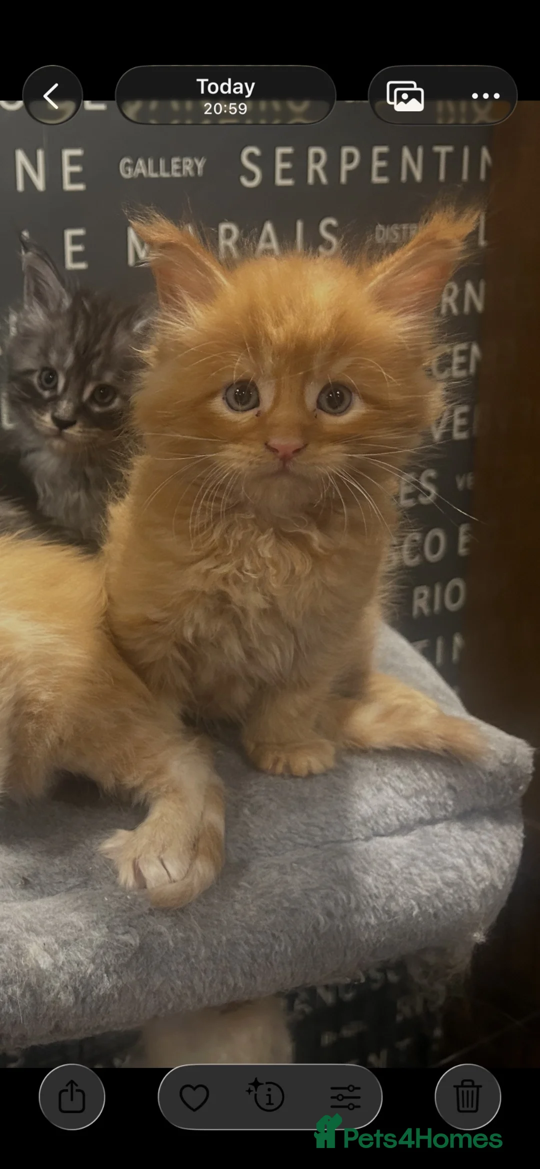 Maine Coon cats for sale: Maine Coon Kittens  - Advert 2