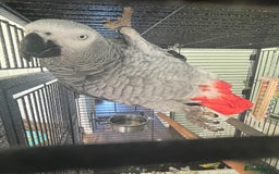 Parrots birds for sale: Congo African Grey Parrot  - Image 2