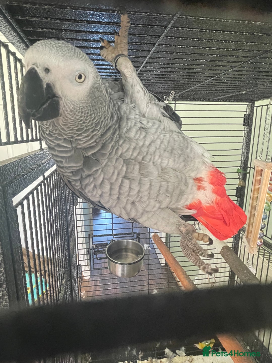 Parrots birds for sale: Congo African Grey Parrot  - Image 2