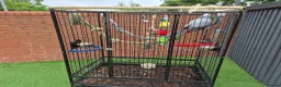 Parrots birds for sale: African grey bird cage For Sale - Advert 1