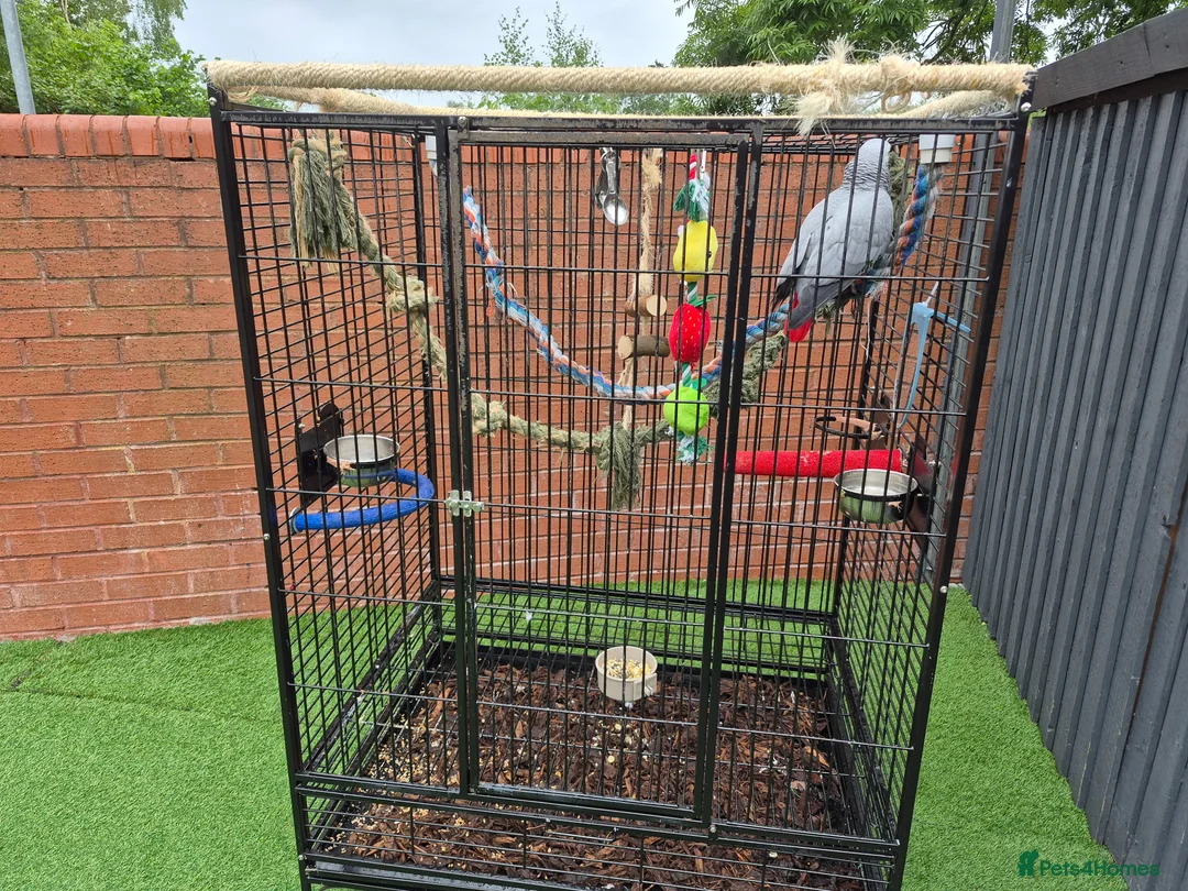 Parrots birds for sale: African grey bird cage For Sale - Advert 1