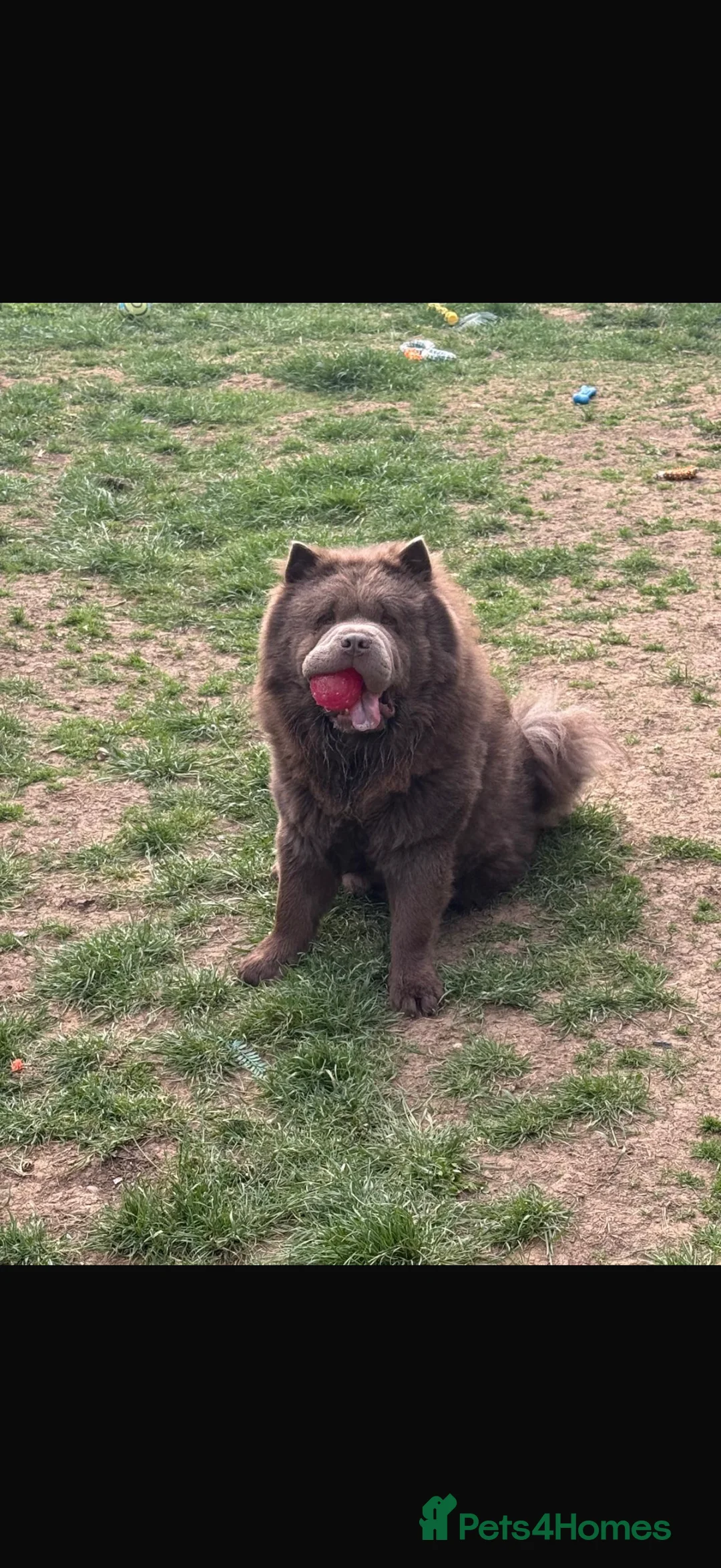 Chow Chow dogs for stud: Chow chow male for stud - Advert 3