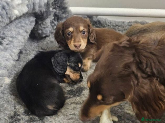 Miniature Dachshund dogs Long-Haired Miniature Dachshund Puppies Ready Soon - Advert 1