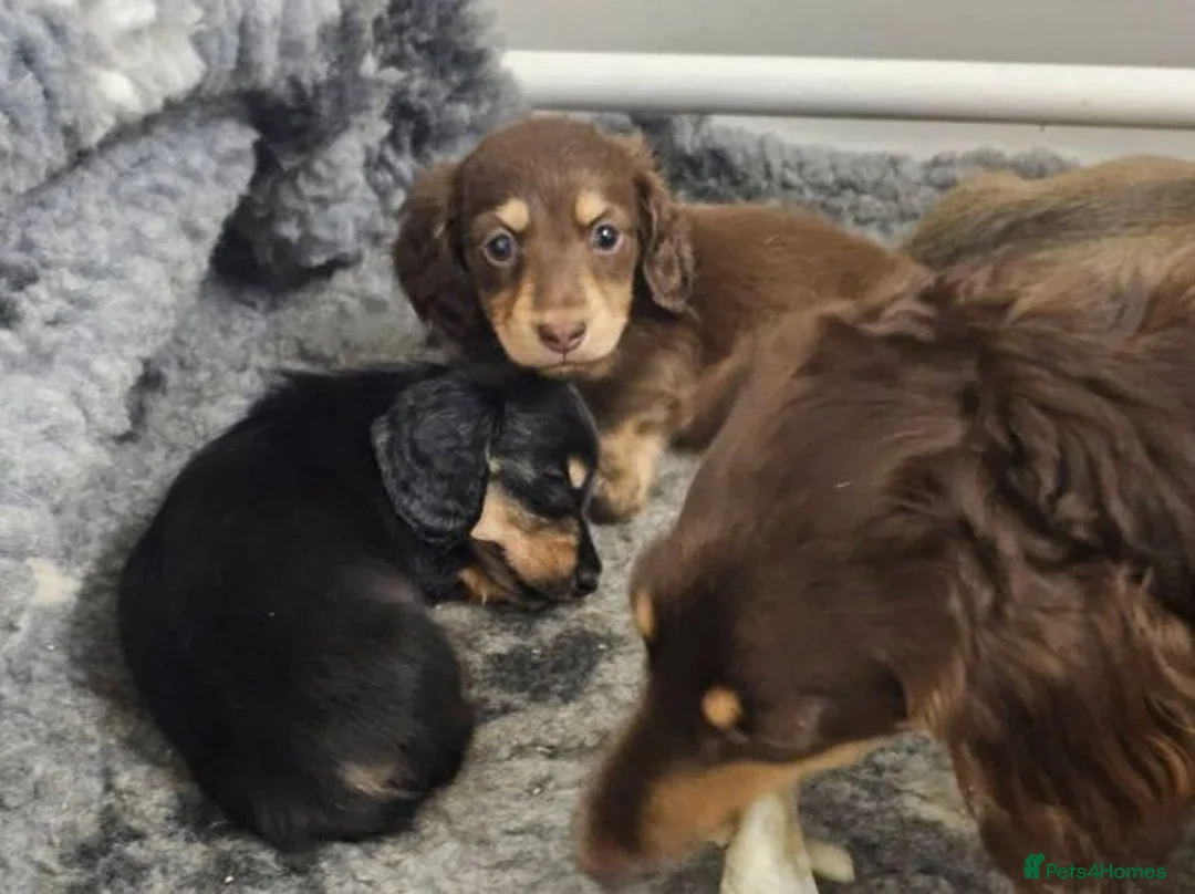 Miniature Dachshund dogs for sale: Long-Haired Miniature Dachshund Puppies Ready Soon in Nottingham - Advert 1