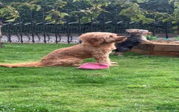 Cavapoo dogs for sale: Meet Tilly - Stunning Red F1 CavaPoo  in Rhyl - Image 16