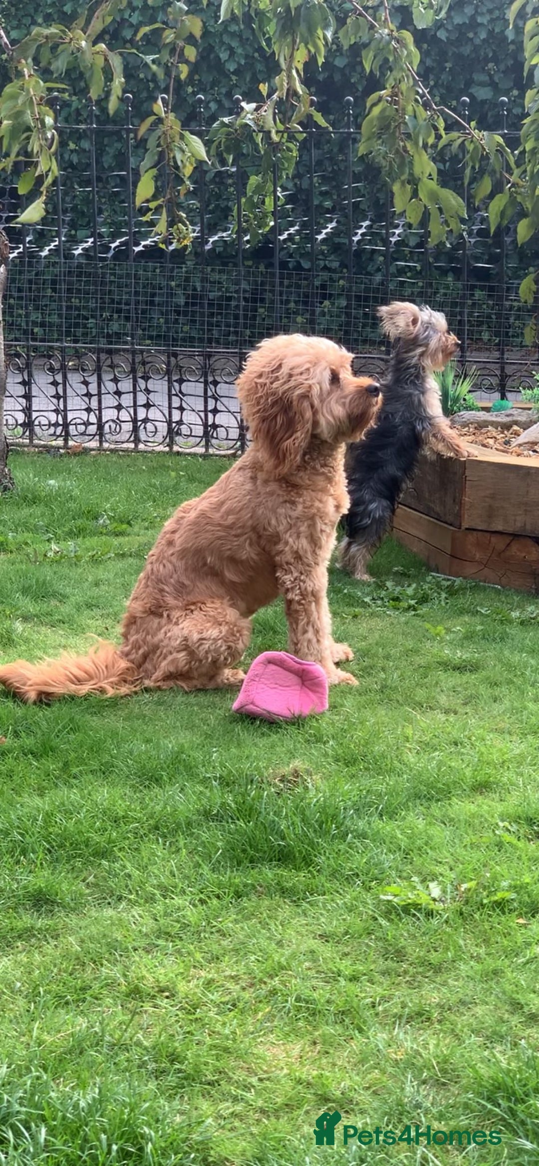 Cavapoo dogs for sale: Meet Tilly - Stunning Red F1 CavaPoo  in Rhyl - Image 16