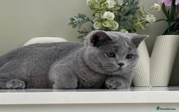 British Shorthair cats for sale: British Blue boy - Image 7