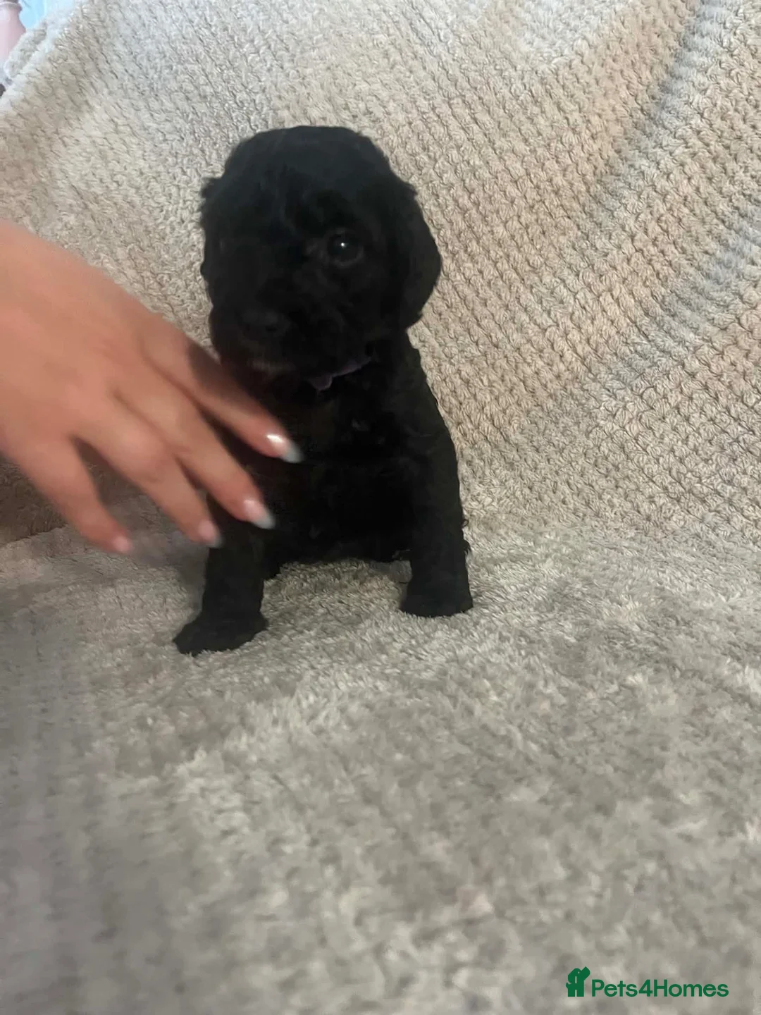 Mixed Breed dogs for sale: Staffie cross pups in Peterlee - Advert 2