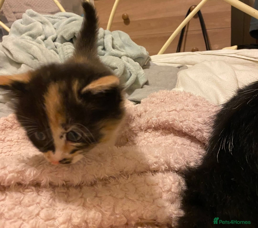 Mixed Breed cats for sale: Ragamuffin mix kittens  - Image 3