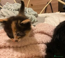 Mixed Breed cats - Advert 4