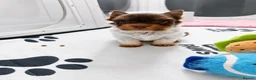 Yorkshire Terrier dogs for sale: Yorkshire terrier Merle  - Advert 9