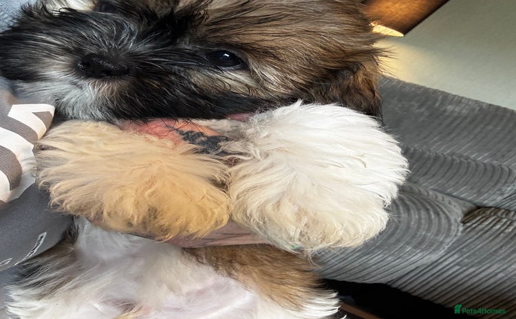 Lhasa Apso dogs - Advert 4